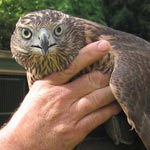 Goshawks - &copy;Dalemews