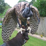 Goshawks - &copy;Dalemews