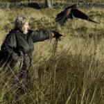 Dalemews Goshawk Hall of Fame - &copy;Dalemews - June slipping at pheasant
