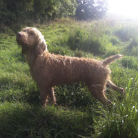 Wirehaired Vizslas - &copy;Dalemews - Bella