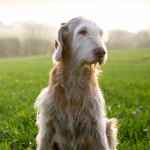 Wirehaired Vizslas - &copy;Dalemews - Old Jake