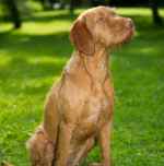 Wirehaired Vizslas - &copy;Dalemews - Ruby posing