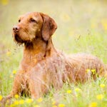 Wirehaired Vizslas - &copy;Dalemews