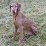 Wirehaired Vizslas - &copy;Dalemews